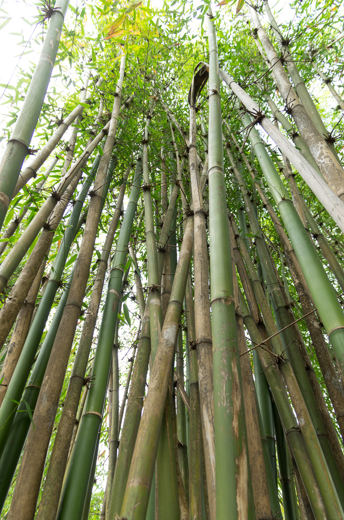 BIG bamboo!<br />April 30, 2015@08:34