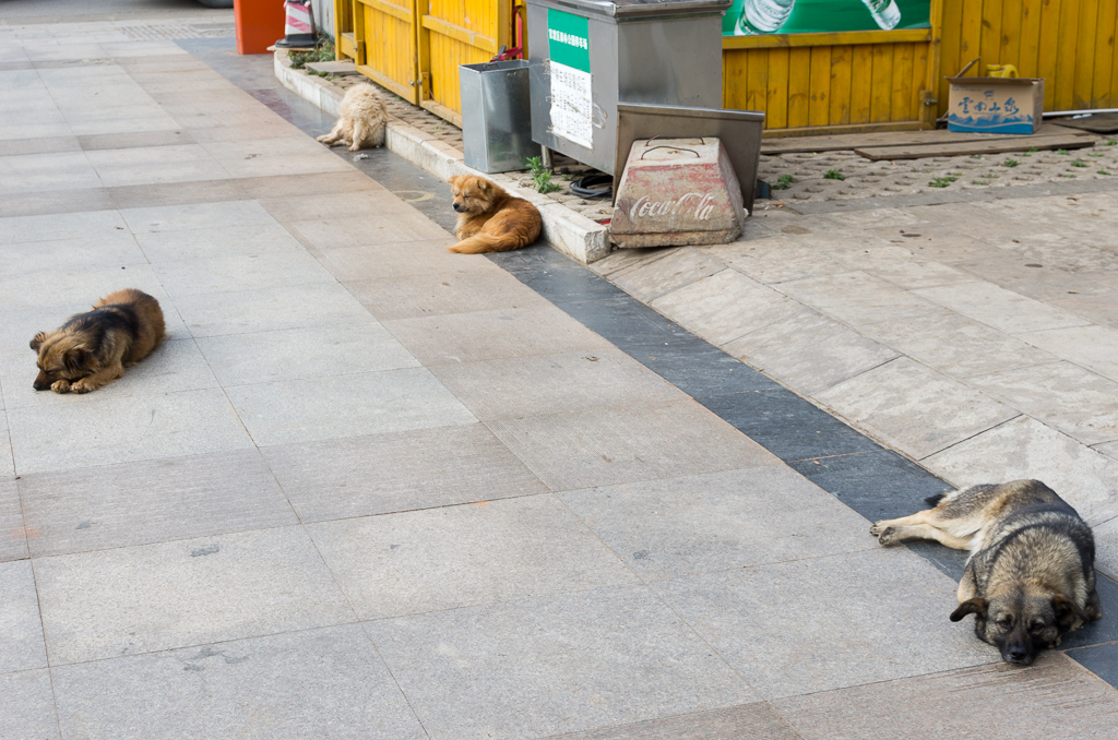 Chinese lazy dogs<br />April 30, 2015@08:38