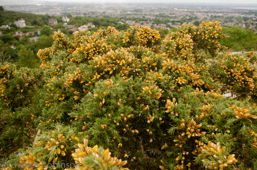 Strange flowering shrub of some sort up on Victoria Hill.<br />June 13, 2005@19:16