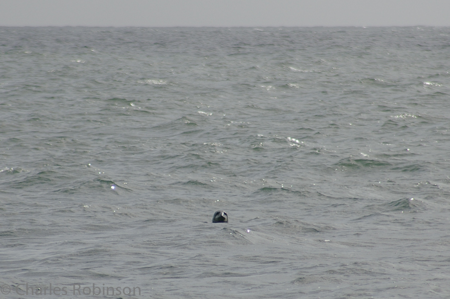 At one point a seal popped his head up to check us out.<br />June 15, 2005@09:30