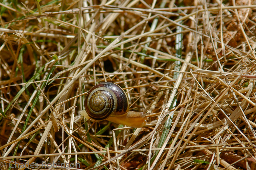 The environment was moist enough that we saw snails everywhere.<br />June 15, 2005@10:04
