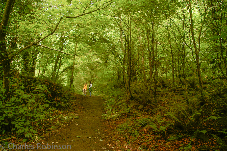 In the woods behind Tintern Abbey.<br />June 15, 2005@13:13