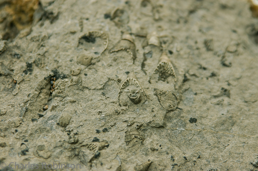 Some of the rocks on the shore were full of fossils.<br />June 15, 2005@15:47