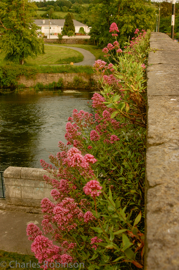 Bridge in Clonmel with flowers growing out of it..<br />June 15, 2005@21:28