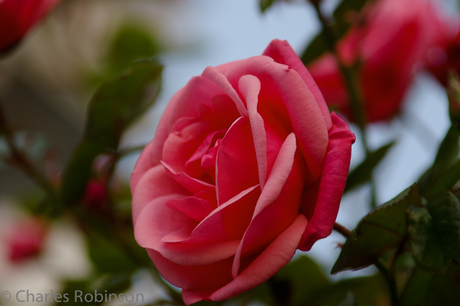 A rose by the front door of our B&B<br />June 15, 2005@21:35