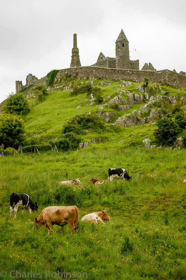 Irish cows!<br />June 16, 2005@12:09