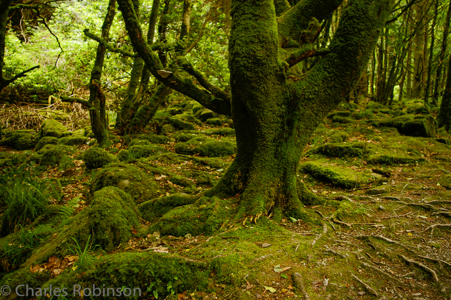 Very mossy in all of the woods.<br />June 18, 2005@09:19
