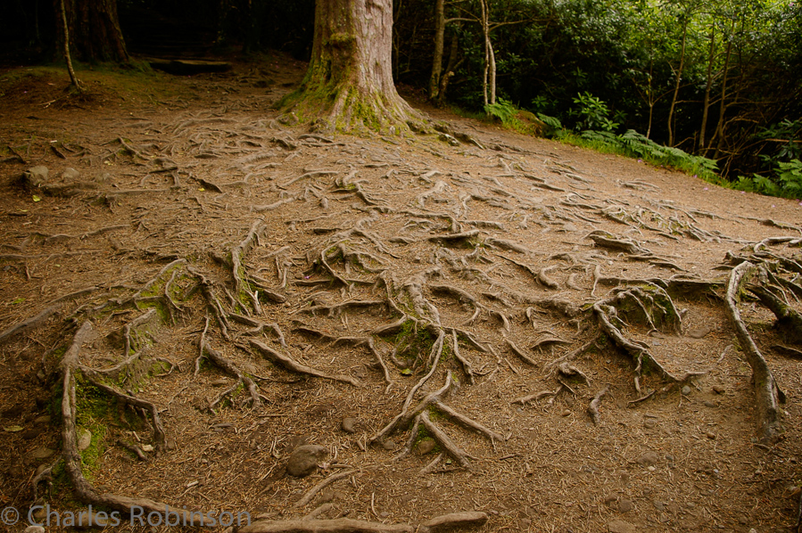 Walking path above Torc waterfall.<br />June 18, 2005@09:31