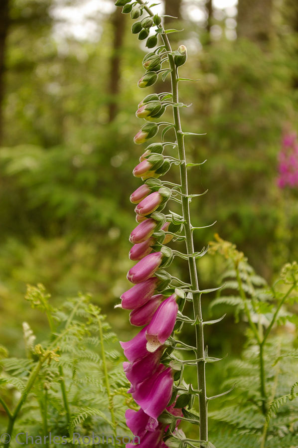 More foxglove...<br />June 18, 2005@09:53