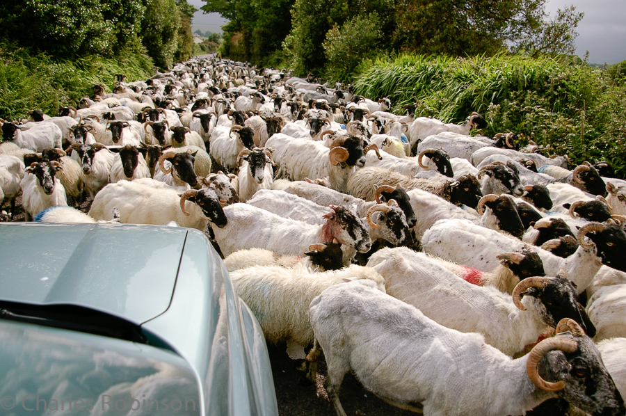 Cool. Popped around the corner and slammed on the brakes to let the sheep go by. They were LOUD!<br />June 18, 2005@16:38