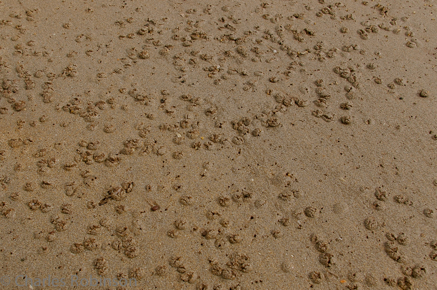 Mussels under each of those bumps.<br />June 19, 2005@10:15