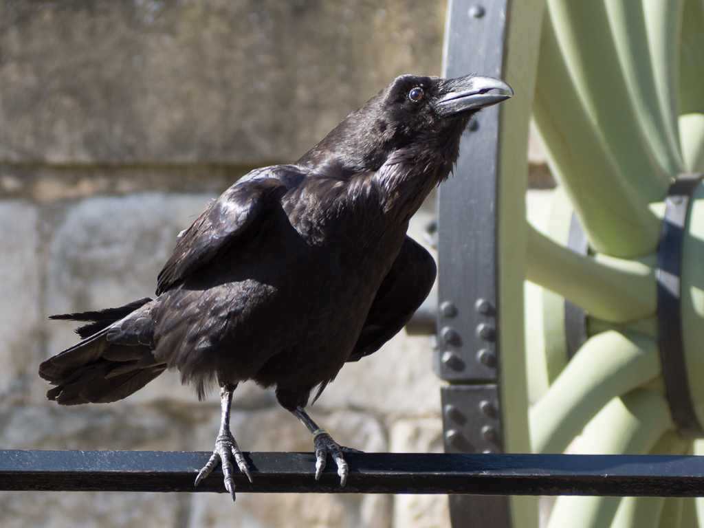 Tower of London raven<br />May 10, 2017@16:41