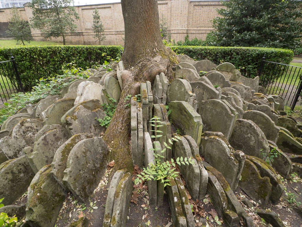 The Hardy Tree.  Around 1860, the railway was being built (behind the wall in the background) and the church exumed the bodies and moved all of the tombstones here - and now this ash tree is growing over the stones.<br />May 06, 2017@10:02