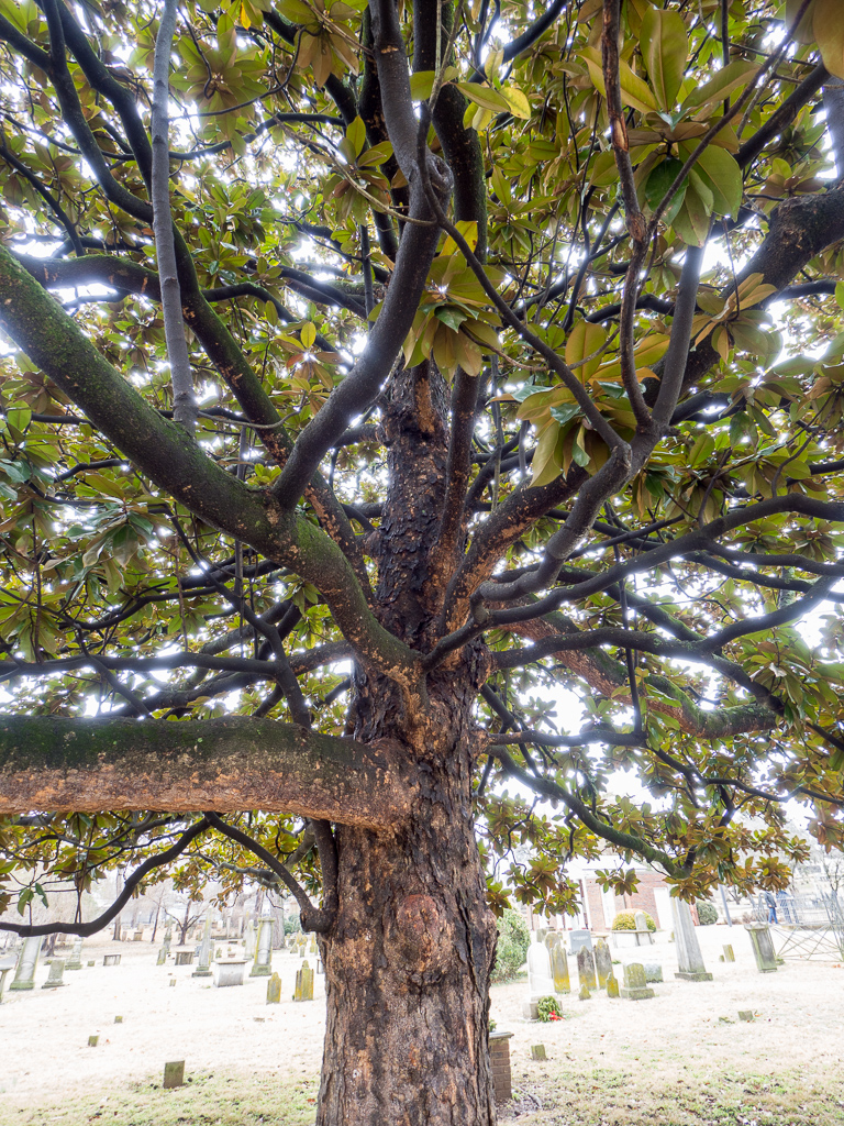 This tree looked really cool in person - I'm not sure it translates in photos.<br />February 04, 2018@12:01