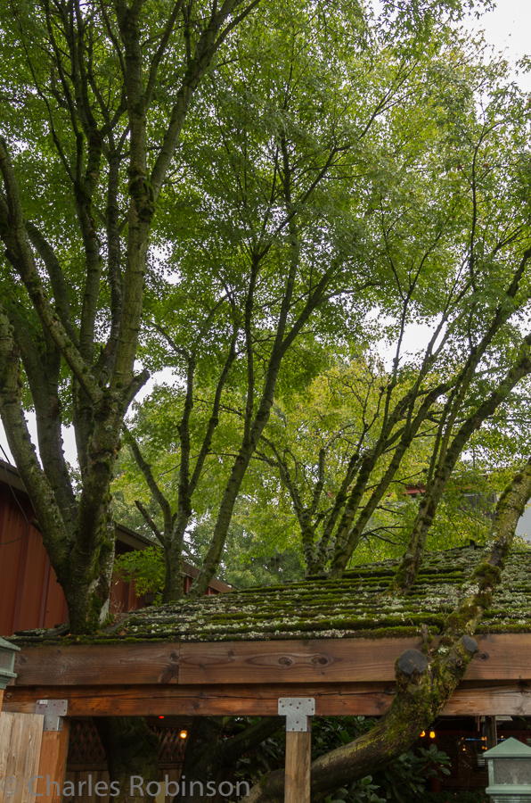 Trees growing through the roof!  Moss everywhere..<br />September 28, 2013@14:27
