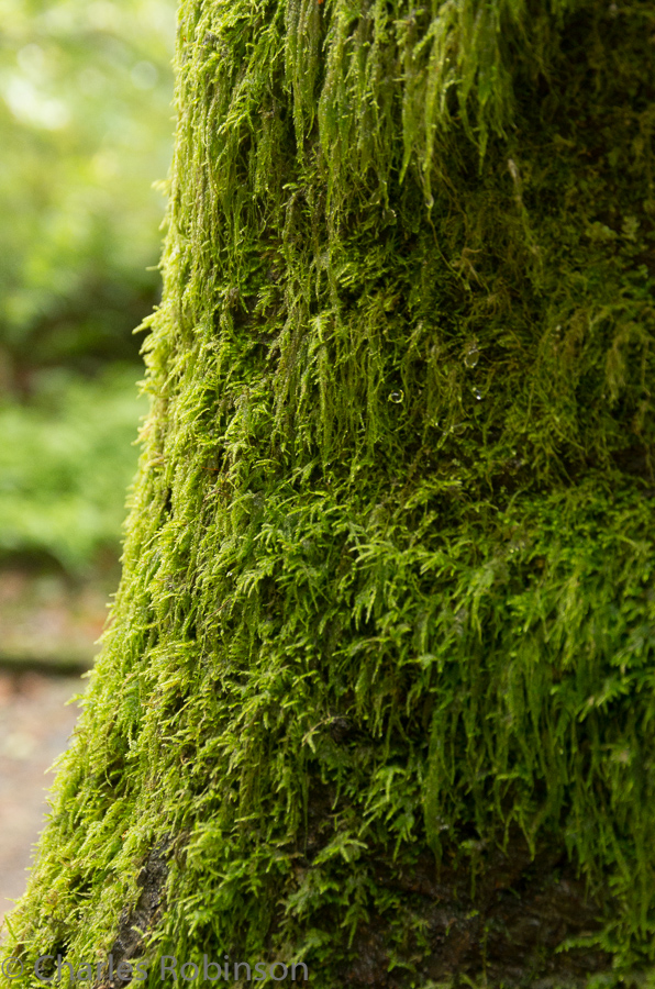 Moss everywhere!<br />September 30, 2013@16:39