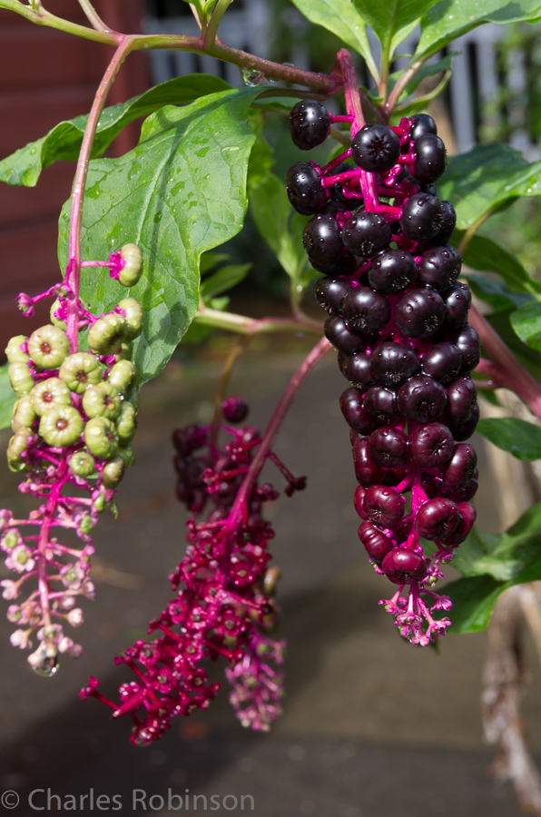 Pretty berries<br />October 01, 2013@12:56