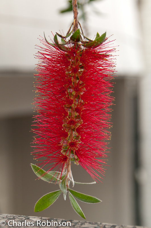 Cool flower - looks like a bottle brush!<br />November 06, 2011@16:47