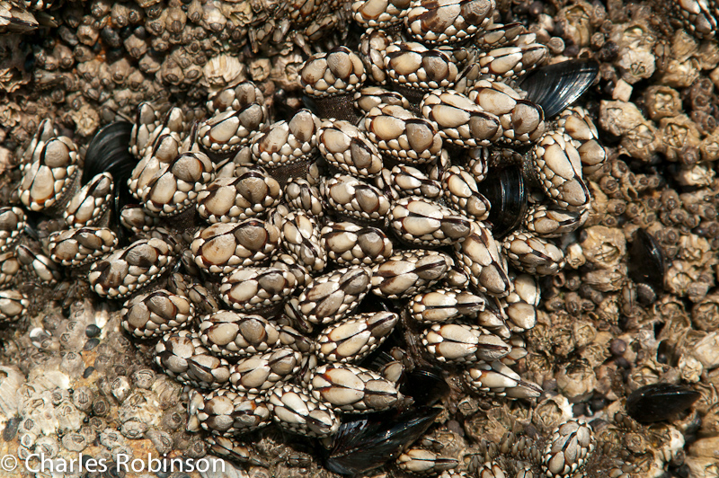 Barnacles?  Growing up at the tide level on the rock face.<br />November 09, 2011@17:08