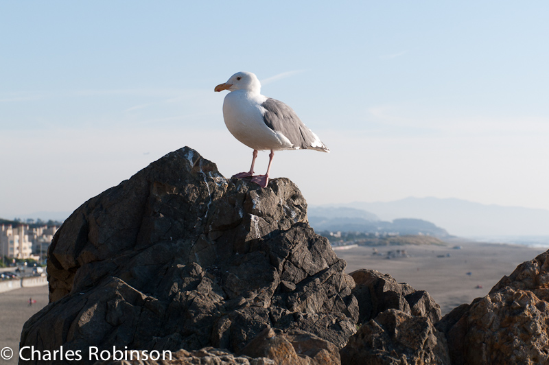 Yet Another Gull Shot<br />November 09, 2011@18:23