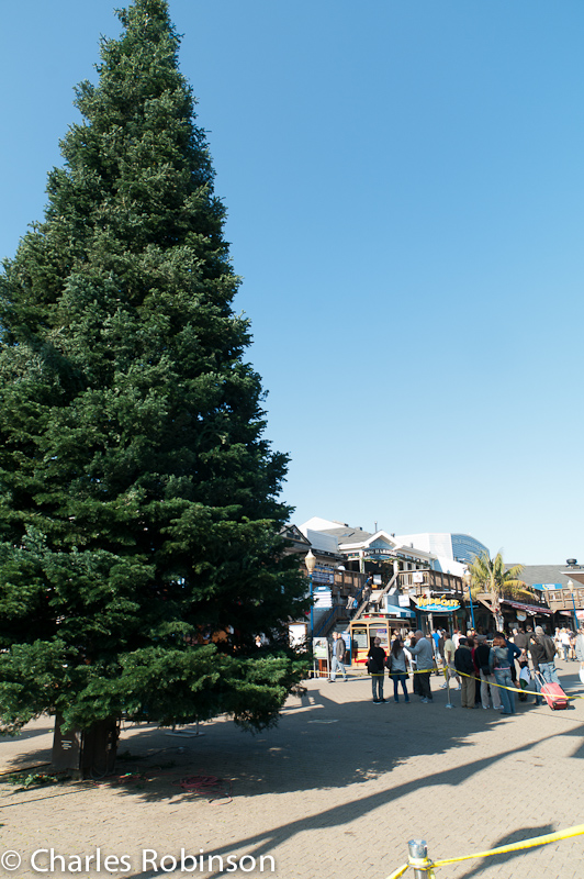 A Christmas tree being set up on Pier 39.  It just seemed wrong what with it being almost 70 degrees out.<br />November 10, 2011@16:03