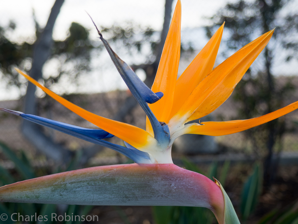 I love these flowers, and they were absolutely EVERYWHERE in San Diego.<br />December 20, 2015@07:59