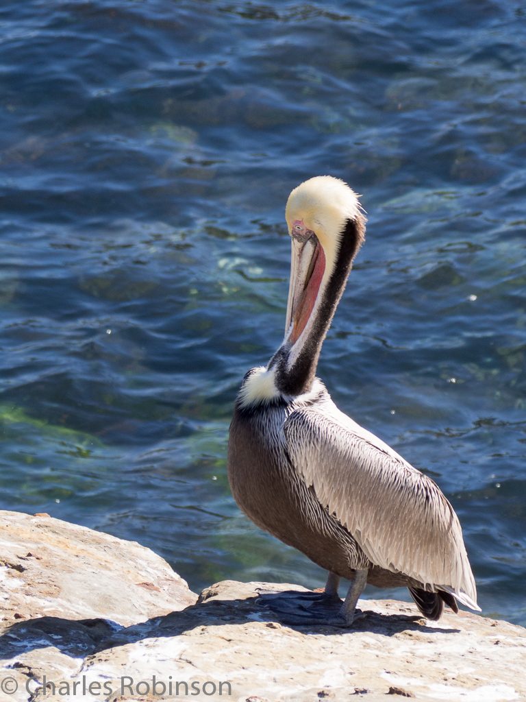 Pelicans look so cool<br />December 16, 2015@11:12