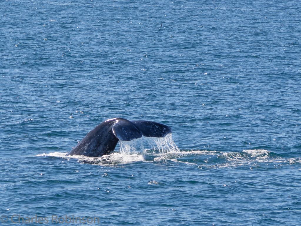 And down again...  This is the one whale we spotted, but once we found her we were able to follow for quite a while.<br />December 17, 2015@11:33