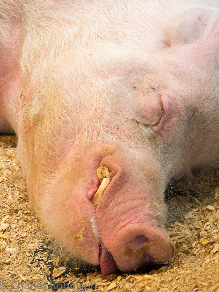 Snoozing happy 1,000-lb pig<br />September 01, 2015@15:20
