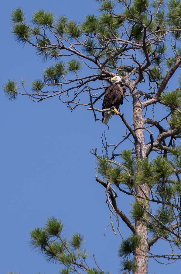 Eagle looking all serious<br />July 11, 2013@15:57