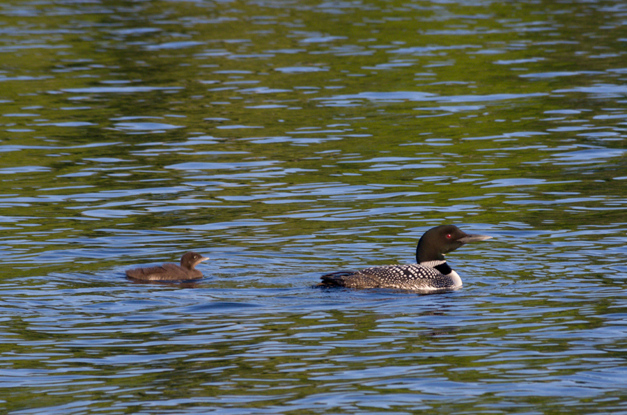 Momma loon and baby<br />July 11, 2013@20:03