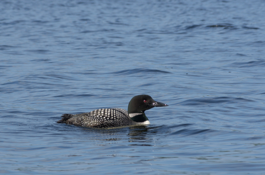 Couple more loon shots - this guy hangs out near Pam and Steve's dock.<br />July 13, 2013@18:09