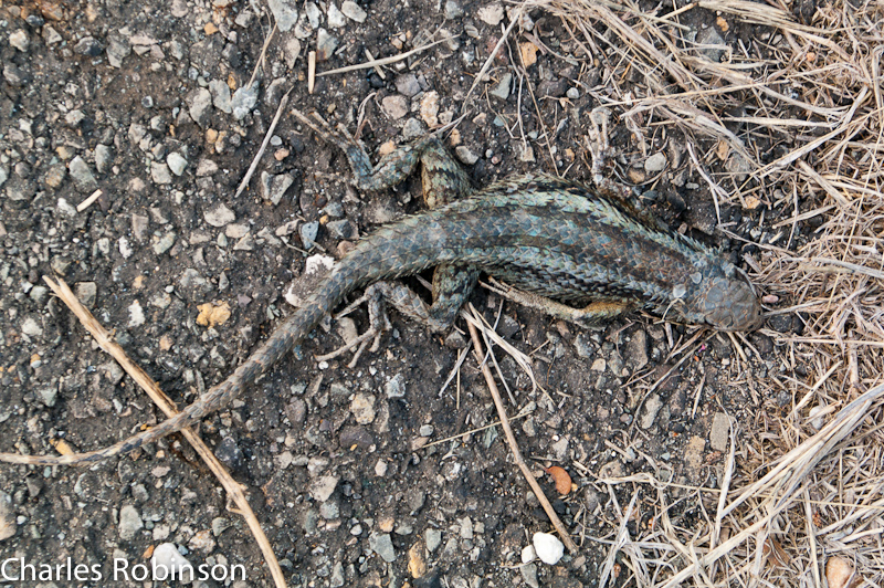 February 27, 2011@17:19<br/>Dead lizard...