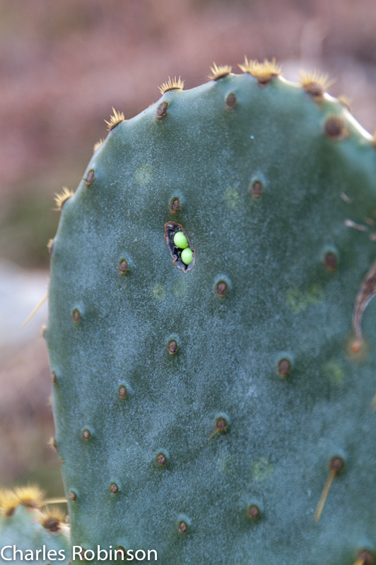 February 27, 2011@17:36<br/>Funky green bits growing in this cactus - what the heck..?