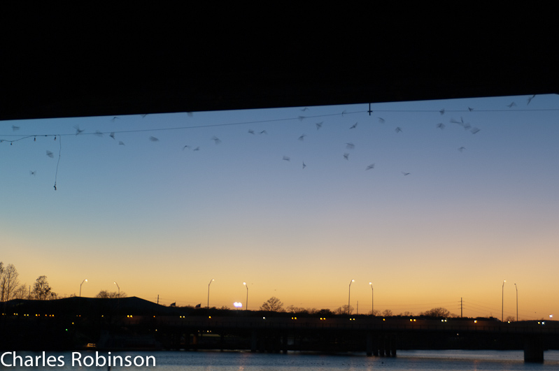 February 28, 2011@18:51<br/>Bats!