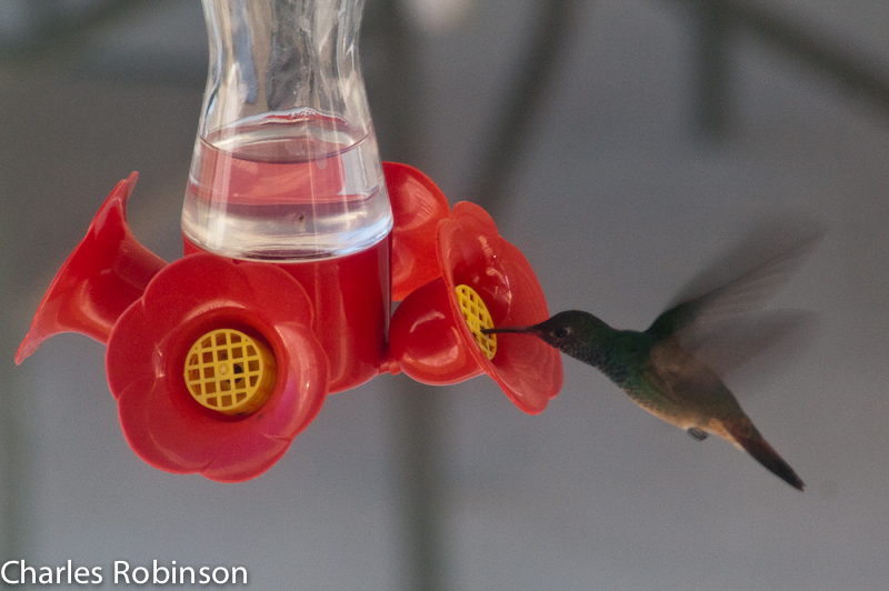 March 02, 2011@16:39<br/>Hummingbird!  Shot through a window but... looks OK