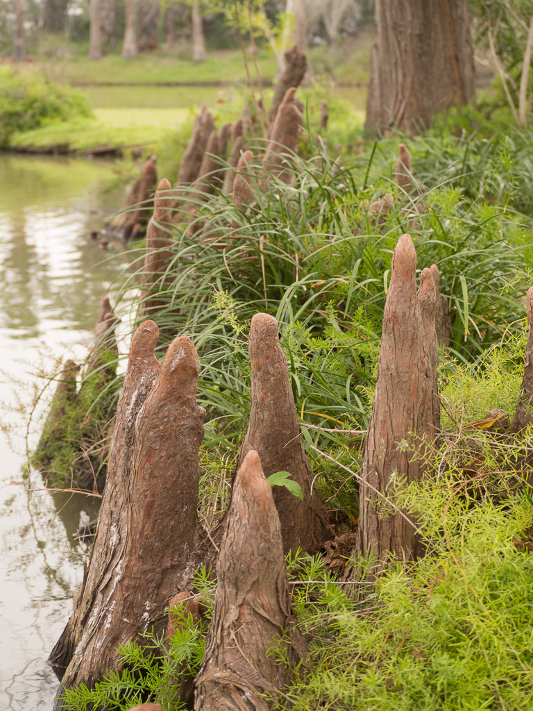 I don't know if these are worn-down tree trunks or if their roots came up out of the ground like this.  Odd.<br />February 08, 2017@08:55