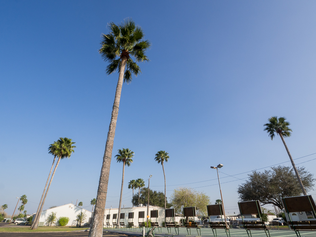 Shuffleboard courts (and palms).<br />February 08, 2017@16:25