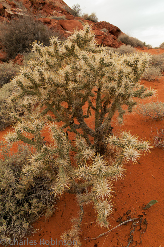 Pretty cactus<br />December 14, 2012@16:14