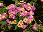 P4290294