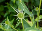 P7077618