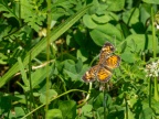 P7077627