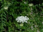 P7077637